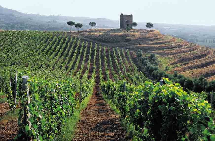 Frascati Vineyard & Wine Tasting Tour from Rome City Wonders