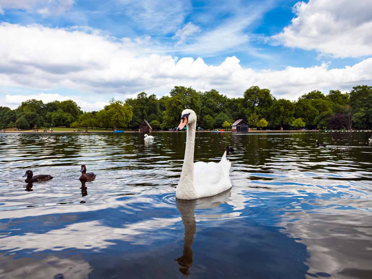 Swan in Hyde Park