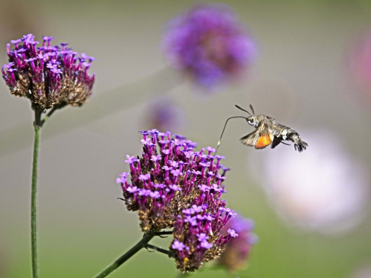 Hummingbird Hawk Moth
