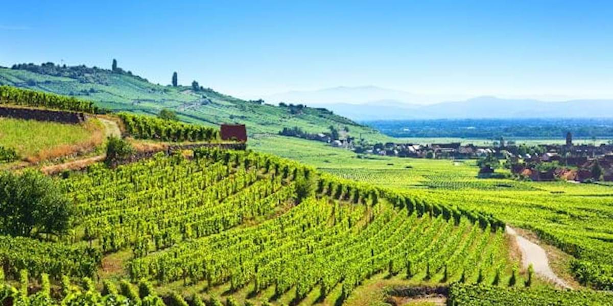 Champagne Region Tour from Paris with Tasting at Nicolas Feuillatte