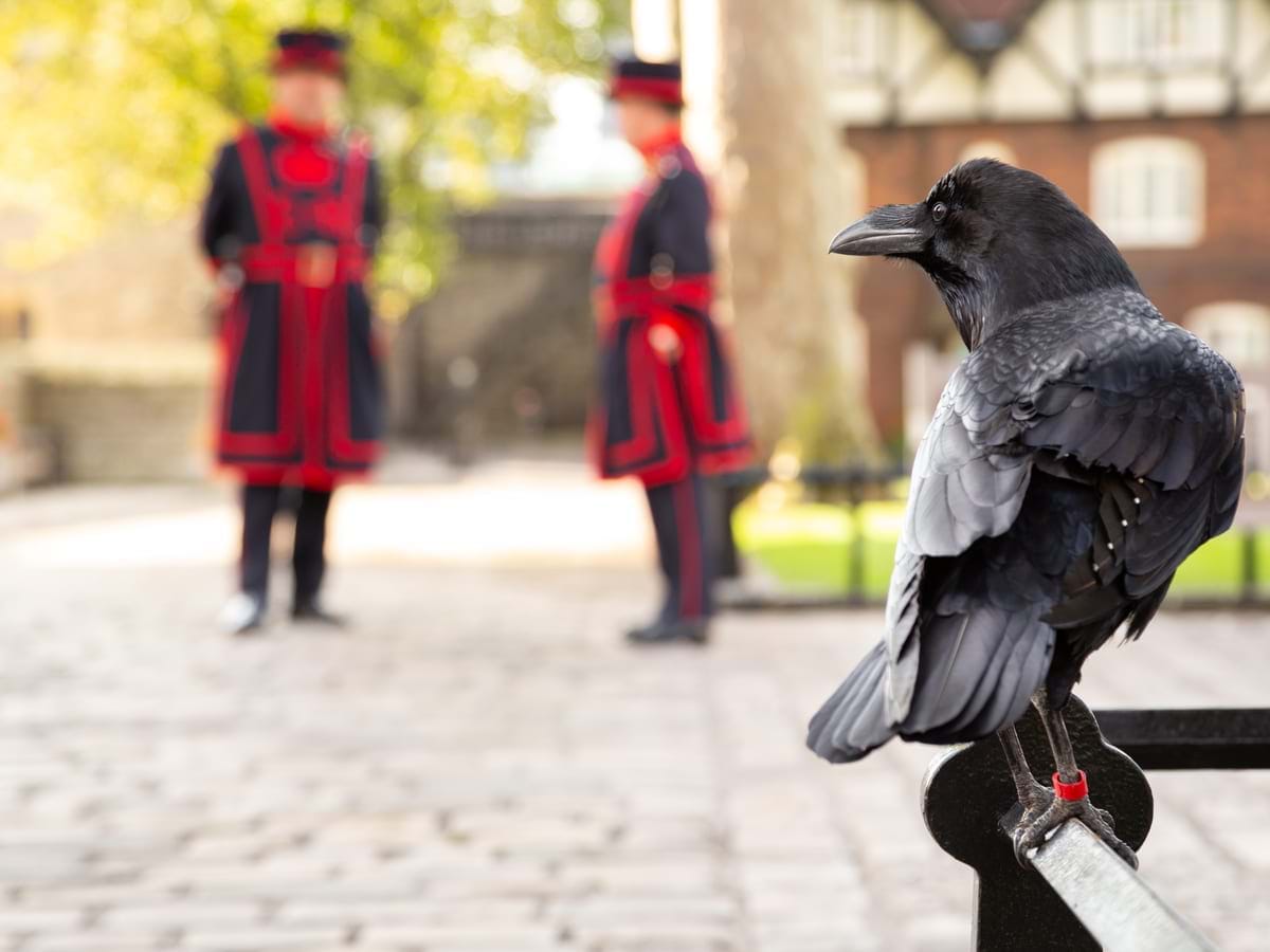 Raven in Tower of London