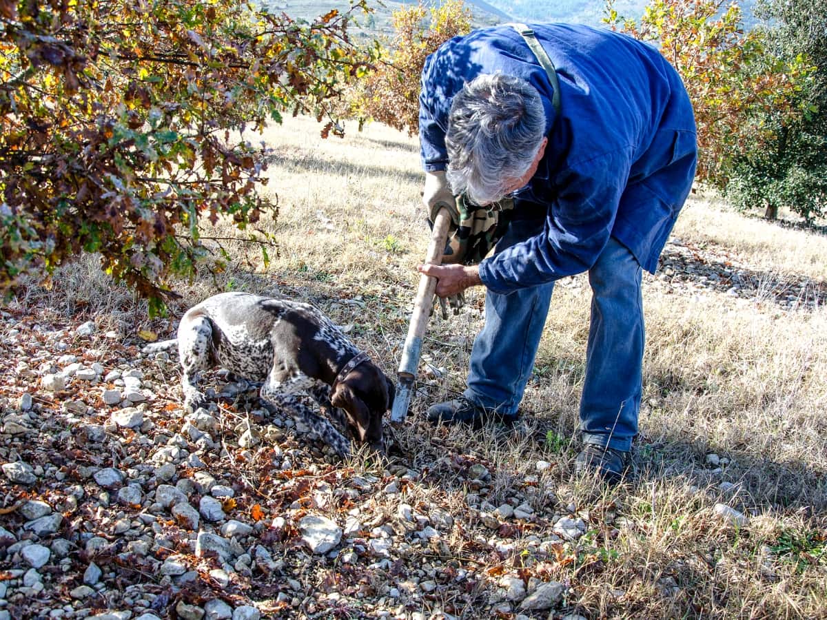truffle hunt with dogs