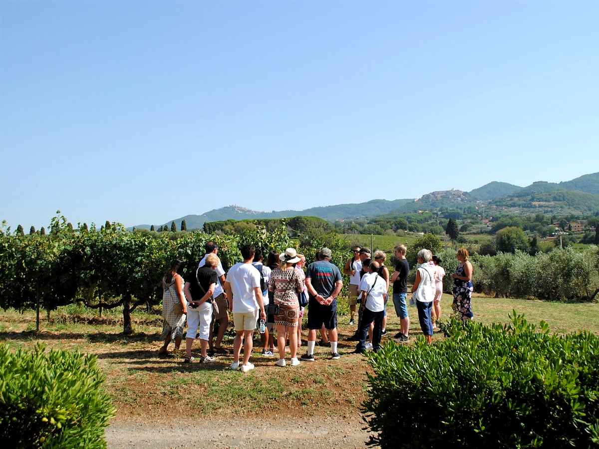 frascati wineyard tour