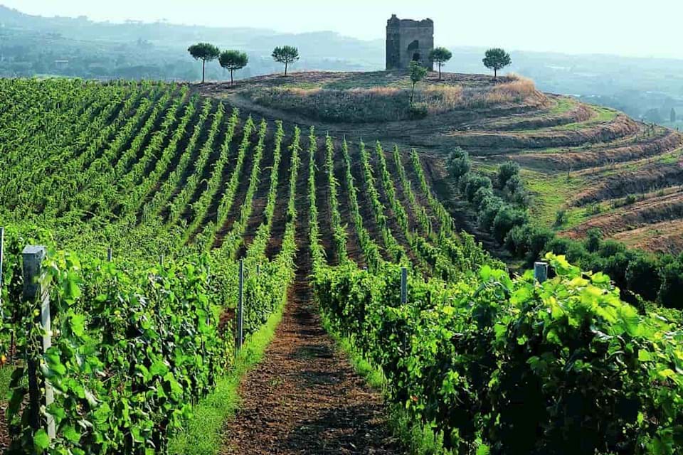 rome vineyard tour