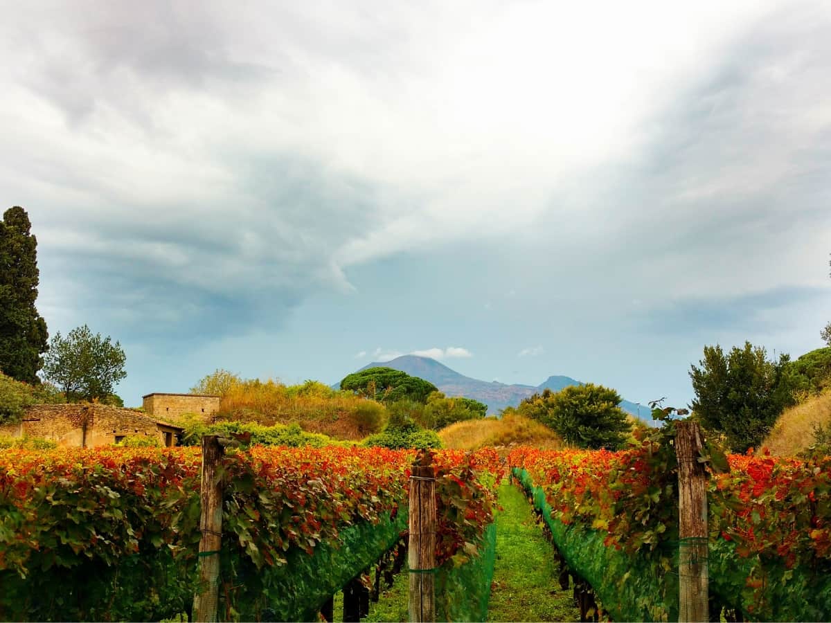 vineyards at Pompeii