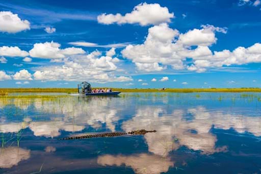 Alligator swimming near an airboat in Everglades