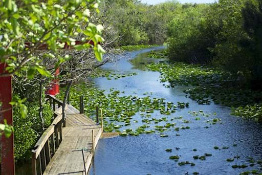 Everglades wetland