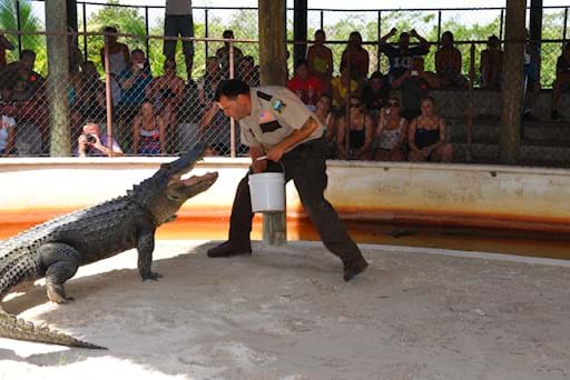 Alligator show