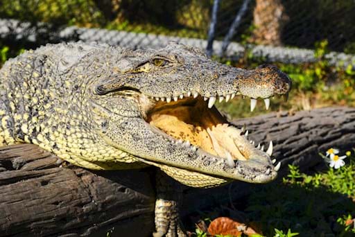 Alligator with open mouth
