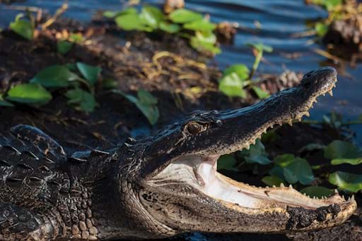 Alligator with an open mouth