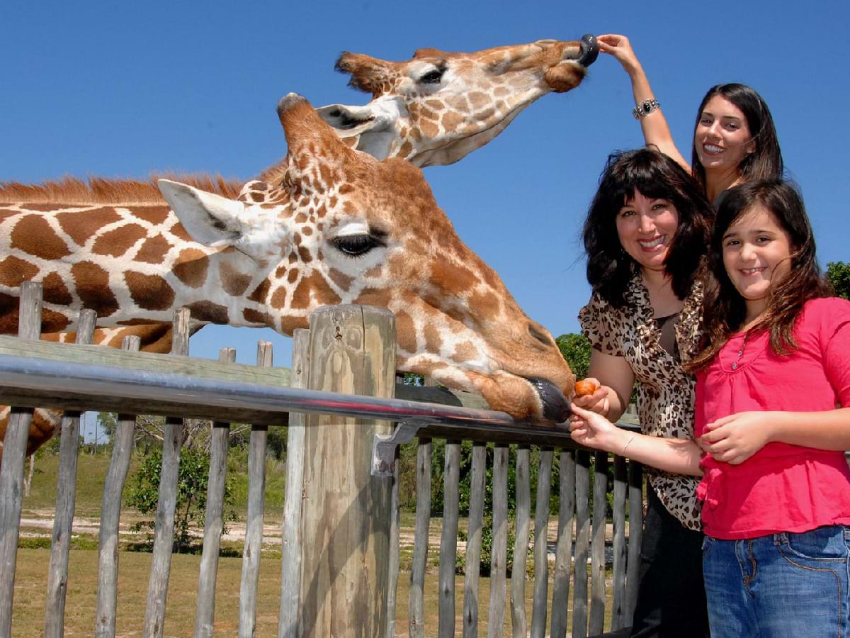 Miami Zoo with Optional Food Package Upgrade City Wonders