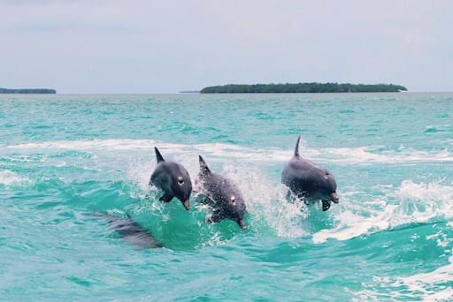 three dolphins swimming in the ocean