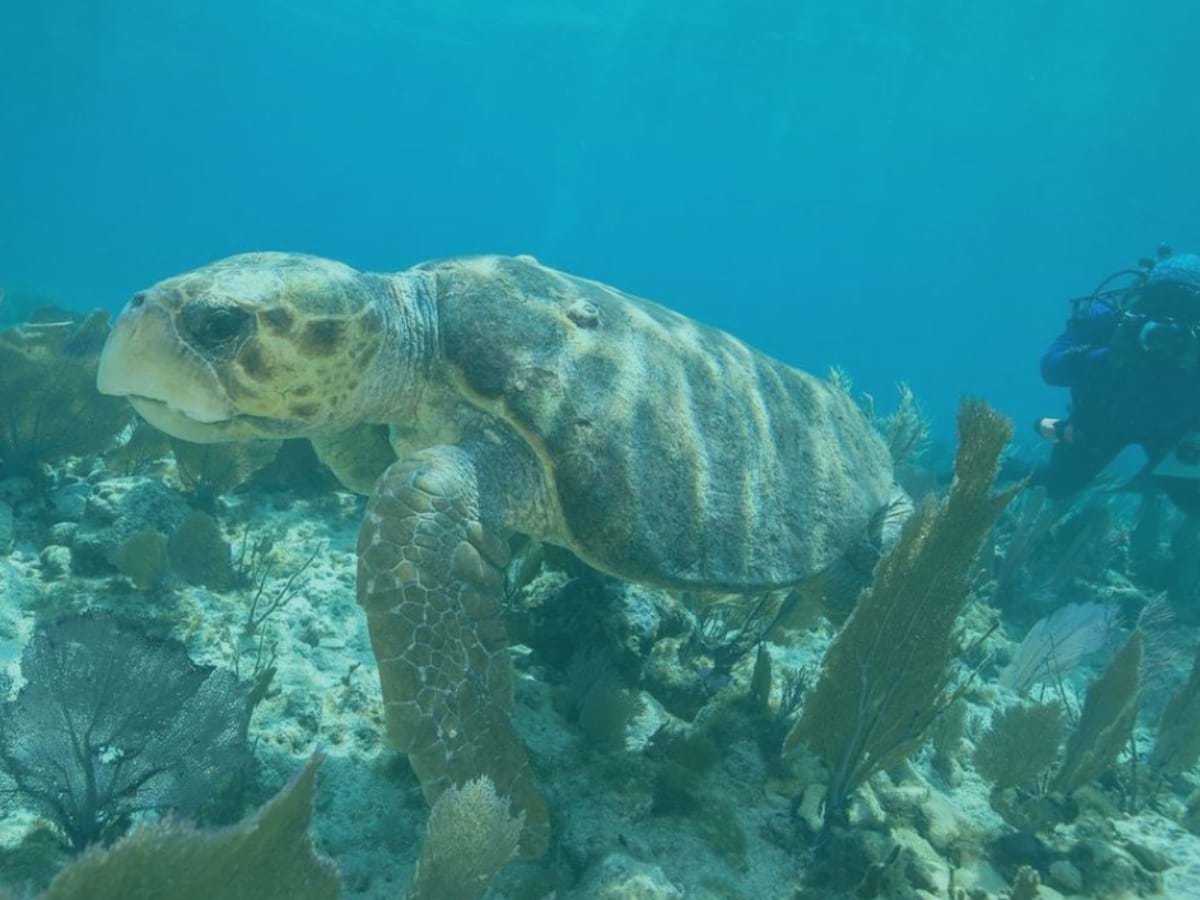 Key West 2hour Glass Bottom Boat Experience City Wonders