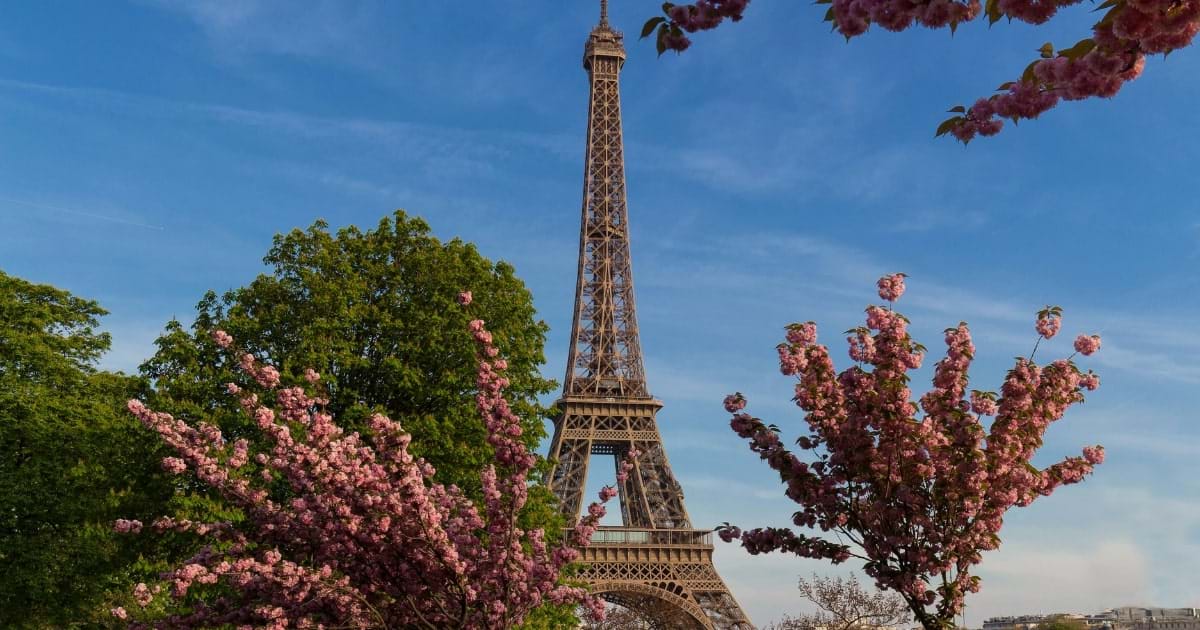 The Eiffel Tower in Paris on a sunny spring day behind cherry blossoms